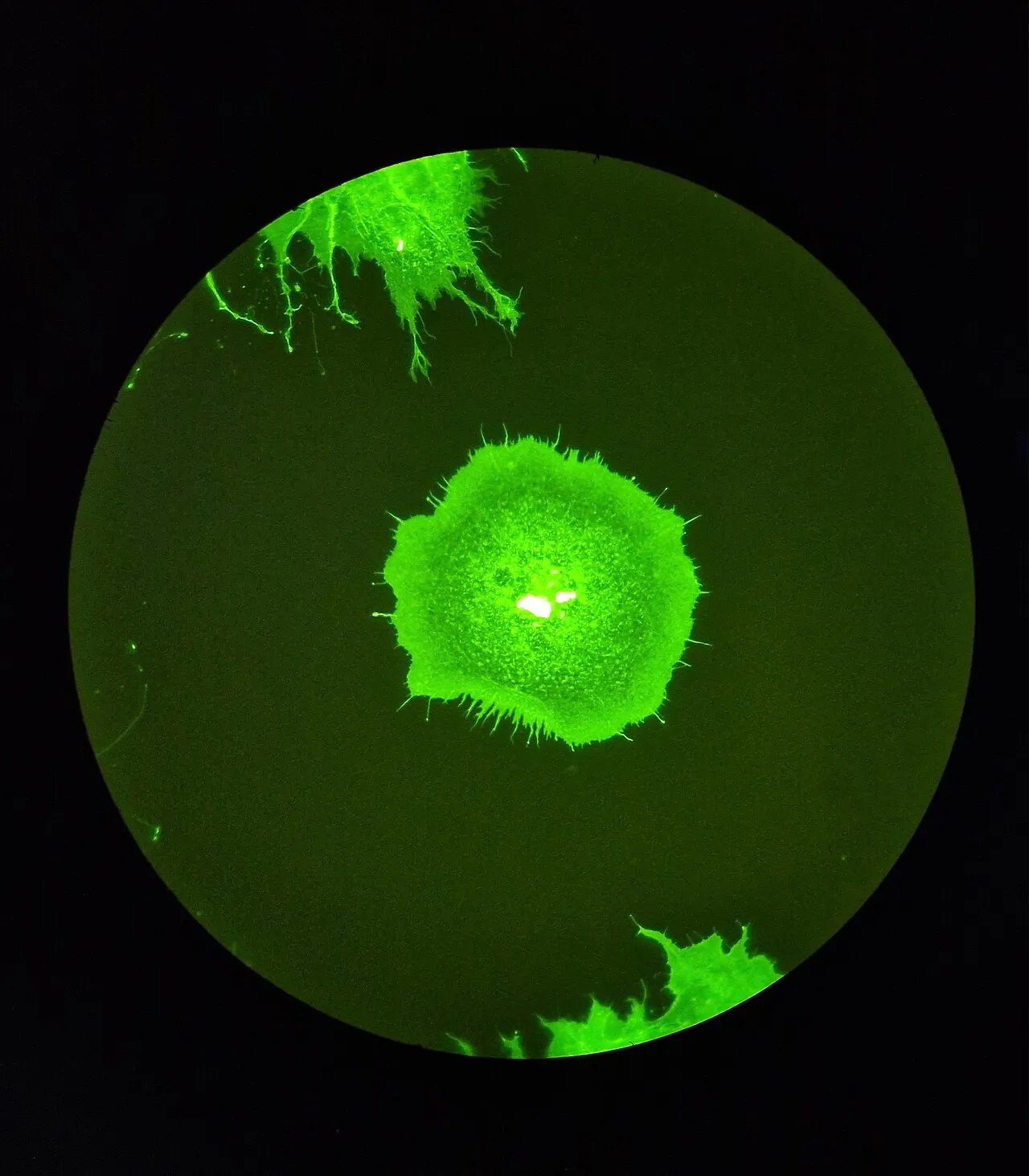 BPC-157 Peptide: The Complete Guide to Tissue Repair, Wound Healing, and Recovery